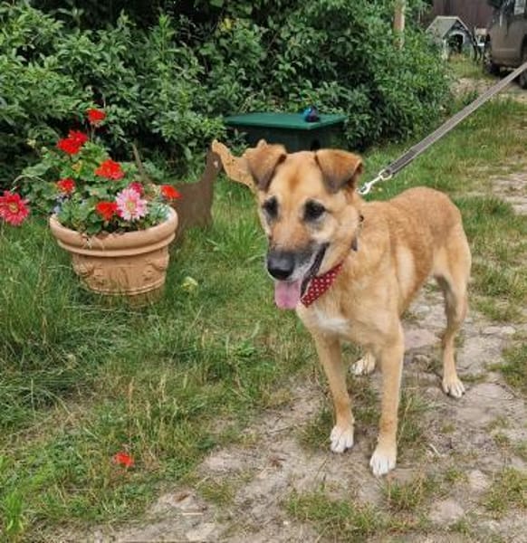 Freundliche,hübsche Elsa