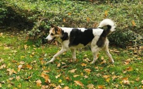 Wer schenkt Loon ein Leben voller Liebe?