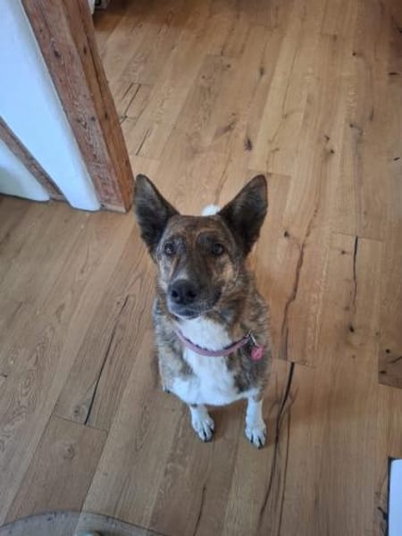 Emma sucht ein liebevolles Zuhause