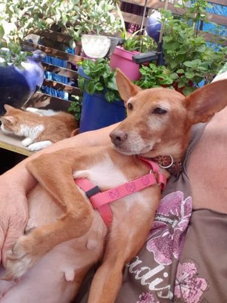 CHISPA- WARMHERZIGE SONNENSEELE