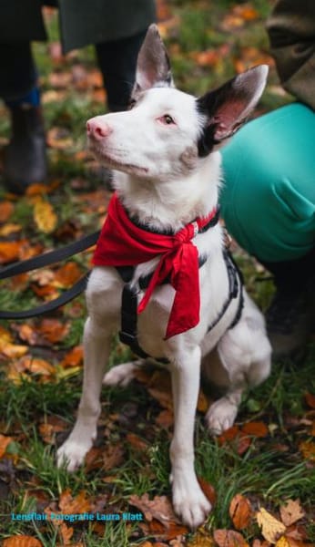 ARIZA- EIN STERNCHEN AUF DER SUCHE