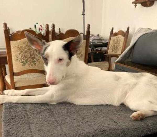 ARIZA- EIN STERNCHEN AUF DER SUCHE