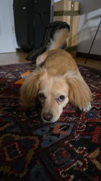 Kleiner MIO sucht ländliches Zuhause!