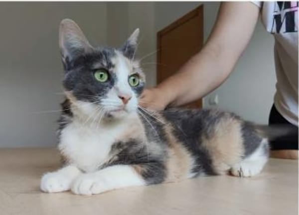 Trinity- bildhübsch und selbstbewusst