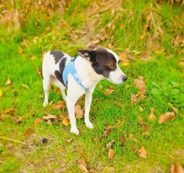 Gutsi sucht ein Zuhause