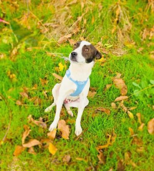 Gutsi sucht ein Zuhause