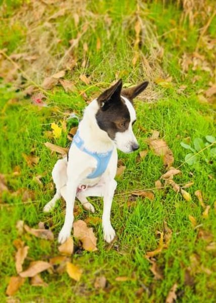 Gutsi sucht ein Zuhause