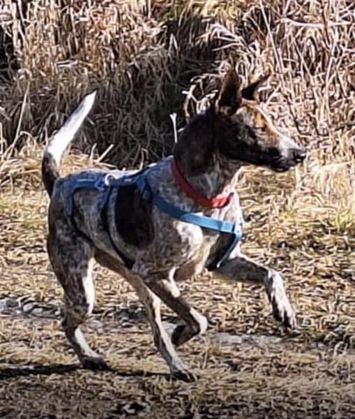 Suki tolle Familienhündin / 82284