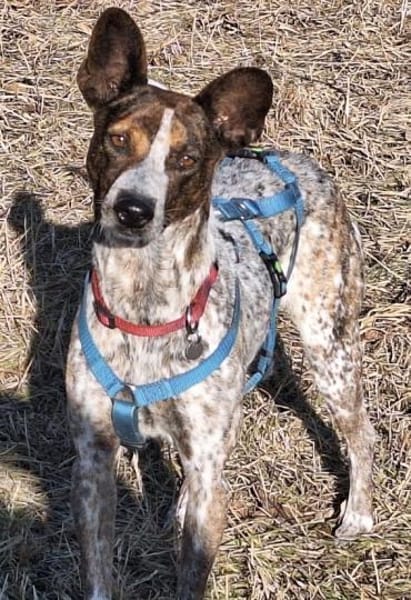 Suki tolle Familienhündin / 82284