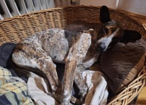 Suki tolle Familienhündin / 82284