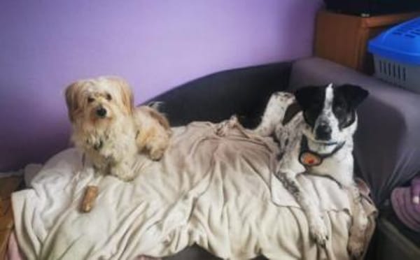 Wer schenkt Archie ein tolles Zuhause?