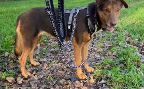 Tolle Begleiterin Pearly