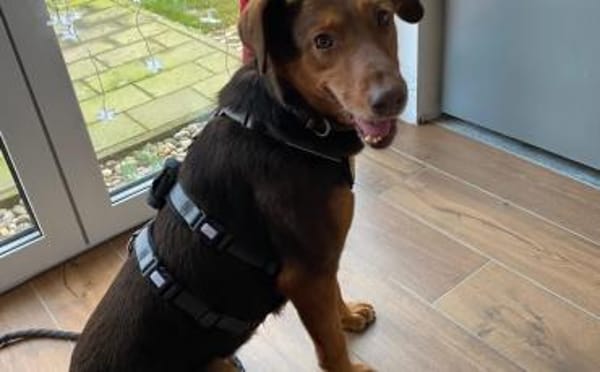 Tolle Begleiterin Pearly