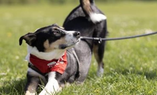 Lemmy sucht ein neues Zuhause