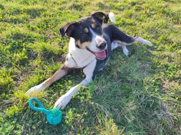 Lemmy sucht ein neues Zuhause