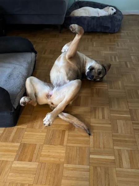 Sophie 💛sucht nach ihrem Menschen