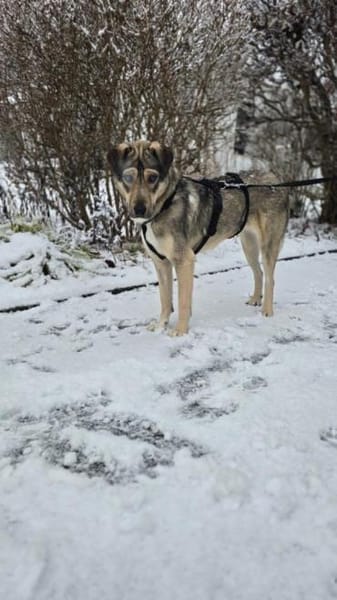 Lida -Sanfte, junge Hündin sucht Zuhause