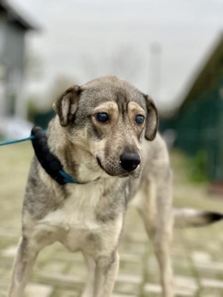 Lida -Sanfte, junge Hündin sucht Zuhause