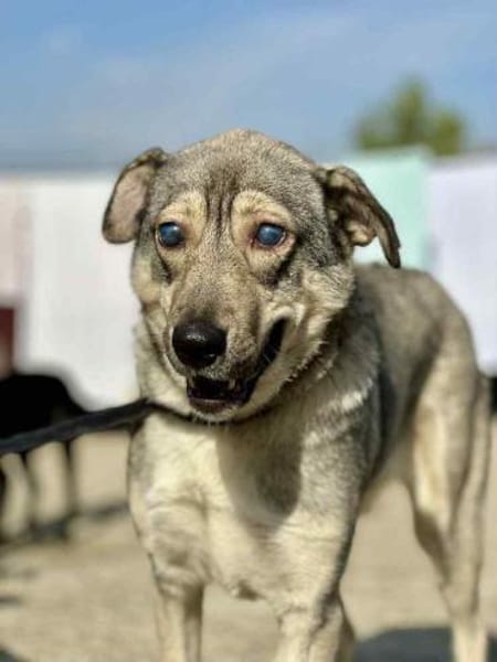 Lida -Sanfte, junge Hündin sucht Zuhause