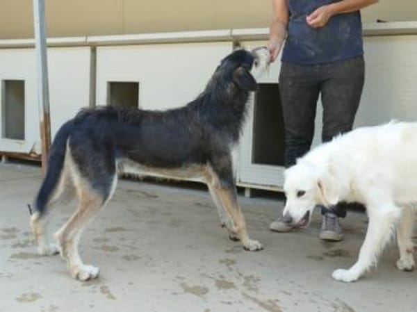 Omega sucht sein Glück