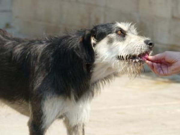 Omega sucht sein Glück