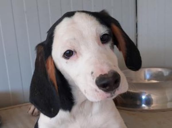 Freundliche Clara sucht Familie