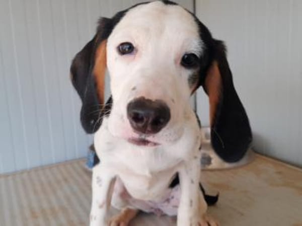 Freundliche Clara sucht Familie