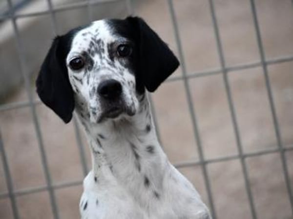 Osella wünscht sich Geborgenheit