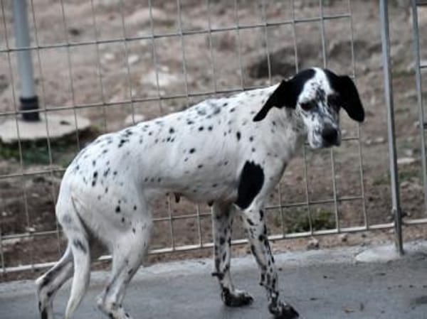 Osella wünscht sich Geborgenheit