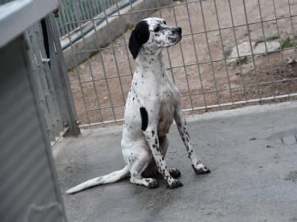 Osella wünscht sich Geborgenheit