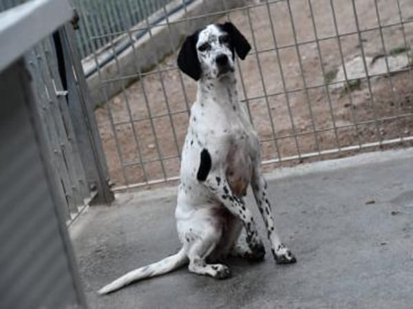 Osella wünscht sich Geborgenheit