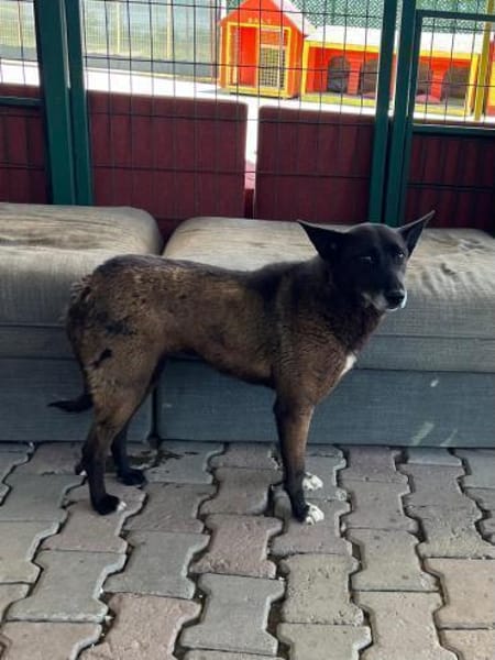 Lilli sucht eine Pflegestelle / Zuhause