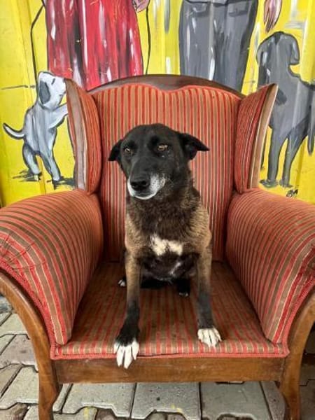 Lilli sucht eine Pflegestelle / Zuhause