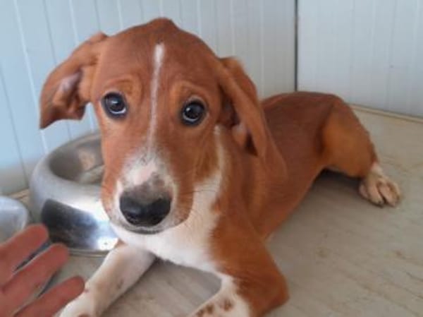 Calipso hofft auf seine Chance