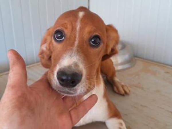 Calipso hofft auf seine Chance