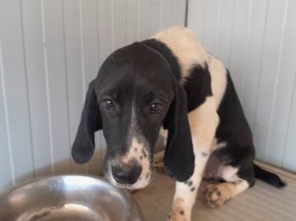 Möchten Sie Celeste zu sich holen?