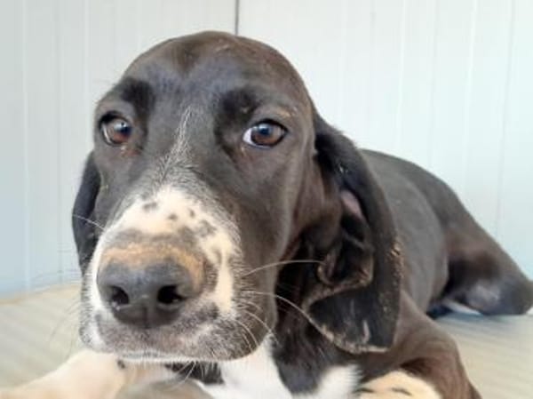 Möchten Sie Chloe adoptieren?