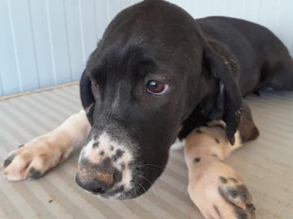 Möchten Sie Chloe adoptieren?