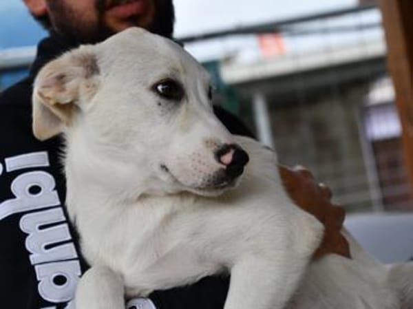 Pippino möchte seine Menschen finden