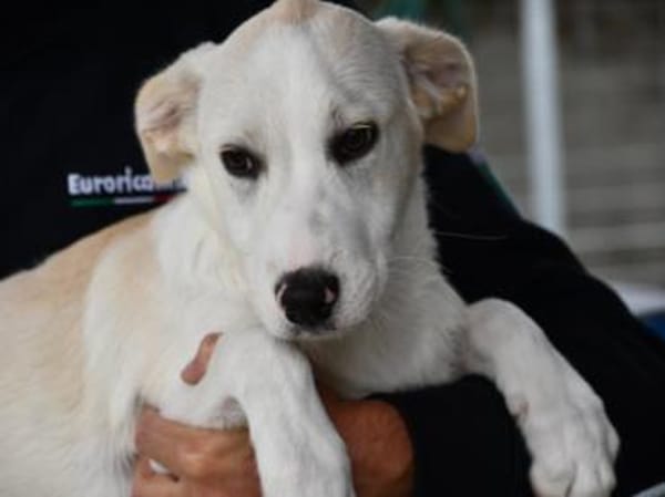 Pippino möchte seine Menschen finden