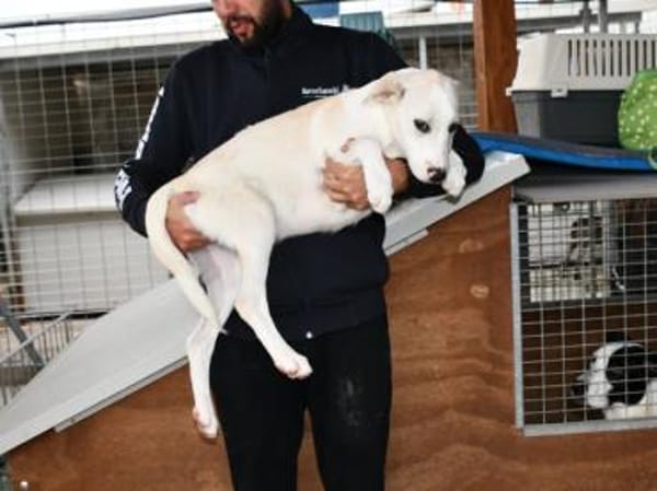 Pippino möchte seine Menschen finden