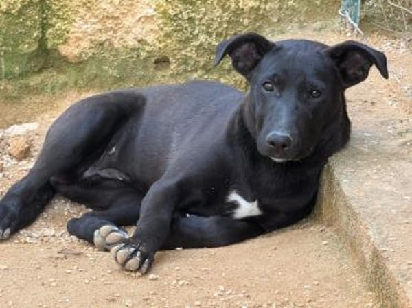 Priya wartet im Tierheim Sulzbach