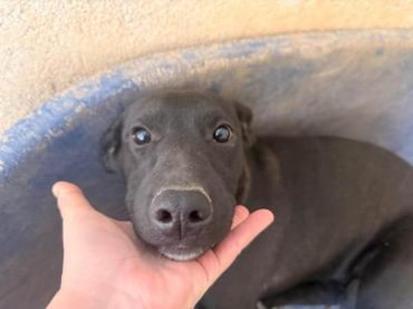 Priya wartet im Tierheim Sulzbach