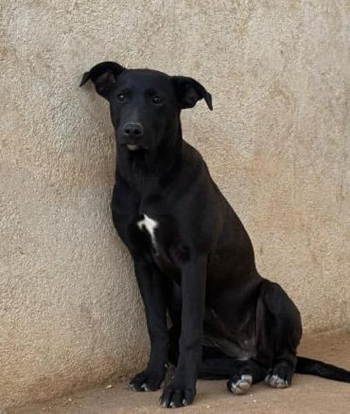 Priya wartet im Tierheim Sulzbach