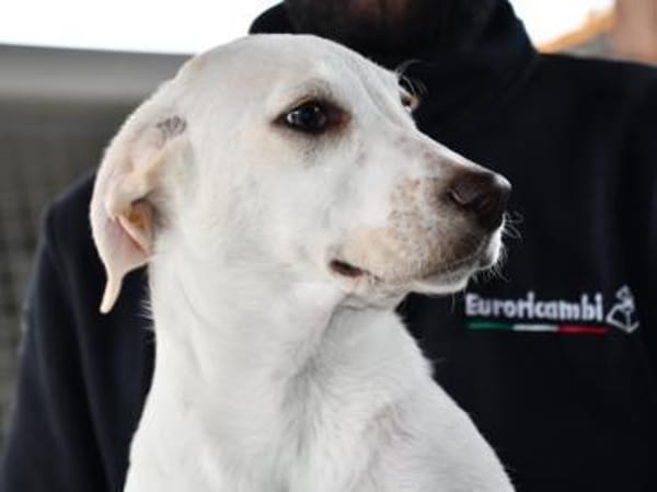 Pippa möchte Ihre Familie bereichern