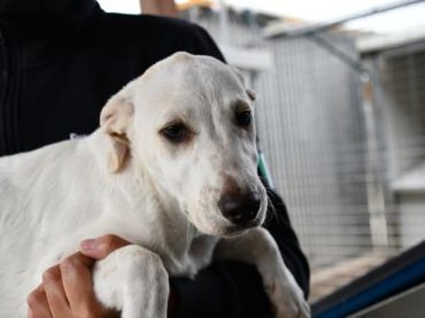 Pippa möchte Ihre Familie bereichern