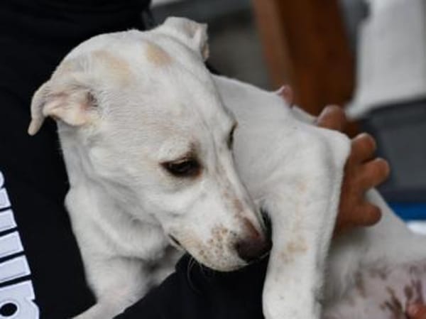 Pippa möchte Ihre Familie bereichern