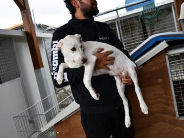 Pippa möchte Ihre Familie bereichern