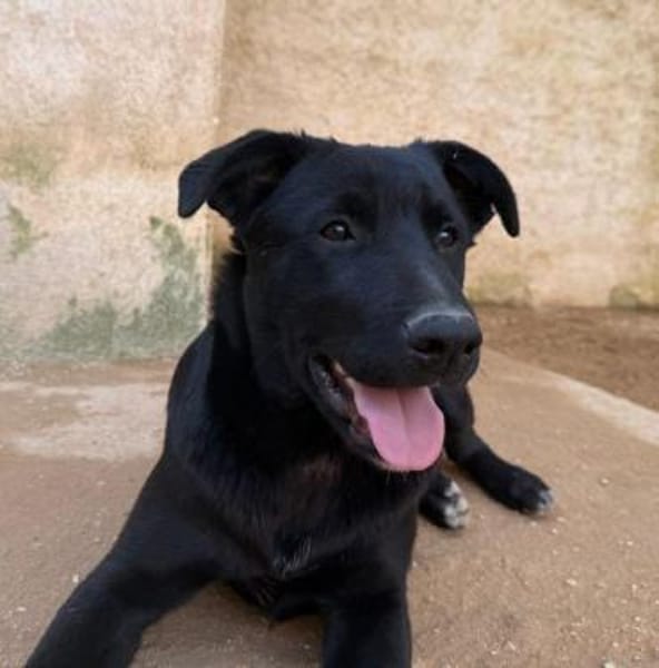 Pluto wartet im Tierheim Sulzbach