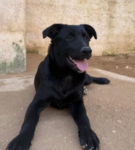 Pluto wartet im Tierheim Sulzbach